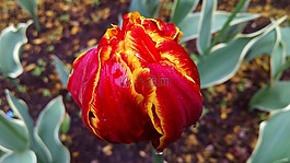 郁金香,芽,布魯姆