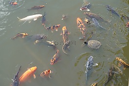 錦鯉,魚,水