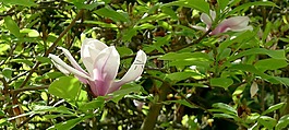 玉蘭,春天,單花