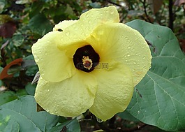 海滩芙蓉,花,黄色