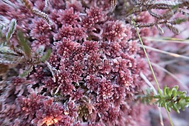 花,氣氛,植物
