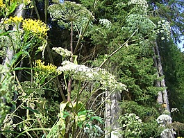 巨型 hogweed,doldengewaechs,hogweed