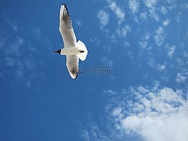 海鷗,波羅的海,天空