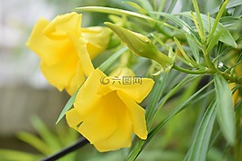 花,夾竹桃,開花