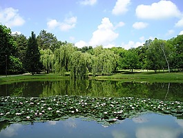 湖,青蛙,性質
