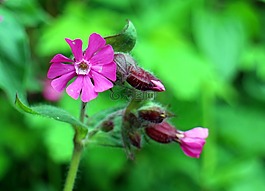 野生植物,康乃馨家庭,红坎皮恩