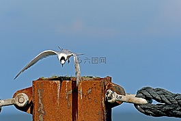 三明治燕鷗,燕鷗,澤福格爾