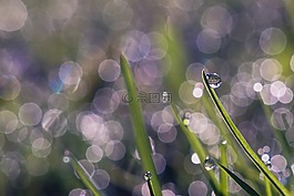 罗莎,绿草,背景虚化