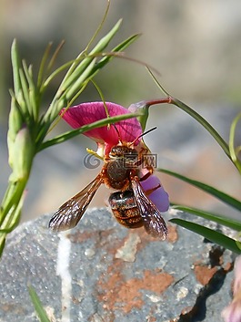 红蜂,rhodanthidium sticticum,libar