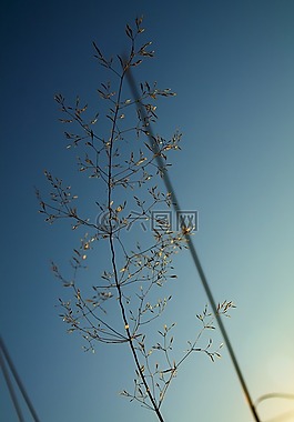 天空,foilage,環(huán)境
