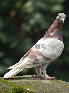 鴿子,鳥,動(dòng)物