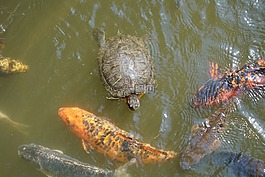 龜,錦鯉,魚