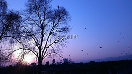 樹,景觀,自然