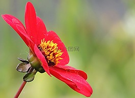 花,紅色,詳細(xì)