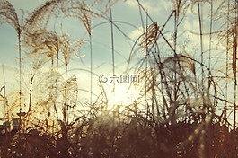景观,太阳,日落