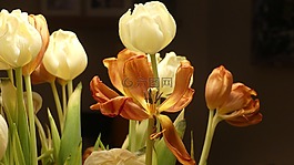 性質(zhì),花,郁金香