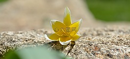 花,春天的花,明星郁金香