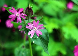 野生植物,康乃馨家庭,红坎皮恩