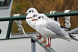 海鷗,鳥,水禽