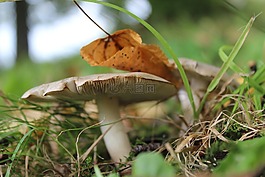 蘑菇,葉,自然