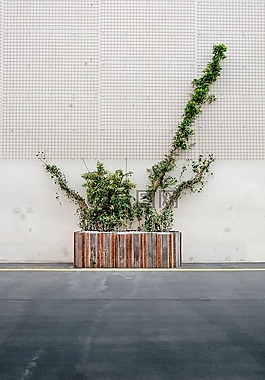 箱廠,植物,路