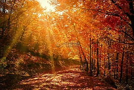 森林,紅色,秋