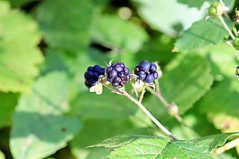 黑莓,莓果,性質(zhì)
