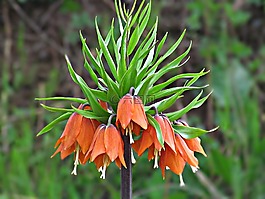 花,紅色,響鈴