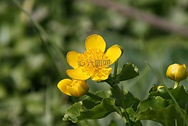 花,黃色,毛茛