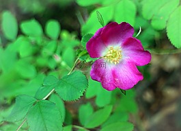 野生玫瑰,玫瑰,開花