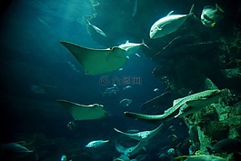 魚條毯子,海底,魚