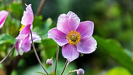 花,開(kāi)花,花園