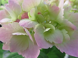 植物,花,繡球花