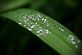 雨,羅莎,葉