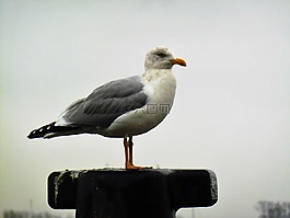 鳥,動(dòng)物世界,海鷗
