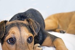 特寫視圖,狗,德國牧羊犬