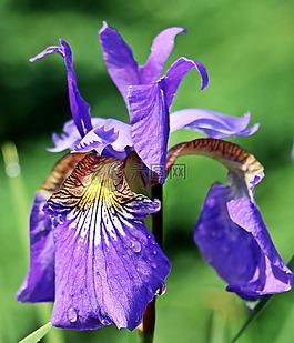 虹膜,鳶尾花,花