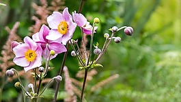 花園,花,開花
