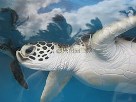 海龜,夏威夷,水族館