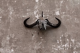 頭骨,gnu,牛