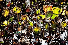 蓮花,陽光,葉
