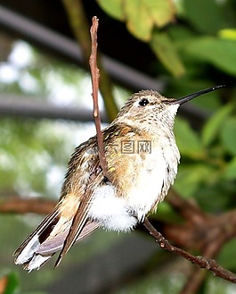 鳥,嫩枝,特寫