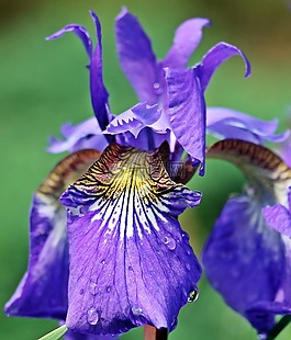 虹膜,鳶尾花,花