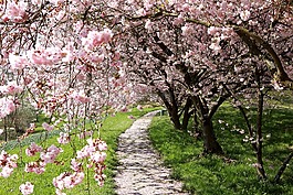 櫻桃,開(kāi)花,宏