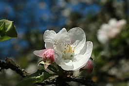 蘋果,蘋果花,宏