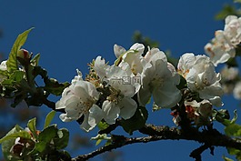 蘋果,蘋果花,宏
