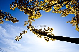 银行叶,银杏,黄色