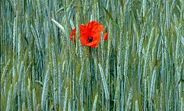 罌粟,klatschmohn,麥田