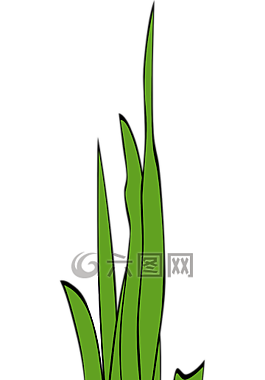 葉片的草,草,雜草