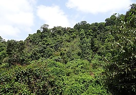 森林,常綠,sahyadri